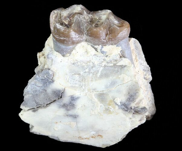 Oligocene Horse (Mesohippus) Jaw Section #70107